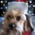 Pamela Plass Green's profile image