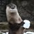 Tracy Pierce's profile image