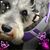 Amber Pamber's profile image