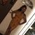 Claudia Arras's profile image