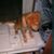 Tony Fiorenza's profile image