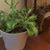 Maryanna L Levenson's profile image