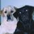 Dorothy Eckman-Attivissimo's profile image