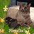 Virginia Anne's profile image