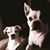 Carolina Razsa's profile image