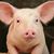 Steve Snezek's profile image