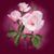 Zita Sousa's profile image