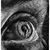 Brian Sheff's profile image