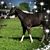Maryann Carlini's profile image