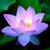 Ambra Gray's profile image