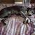 Amy Bonazzo Bolliger's profile image
