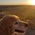 Doreen Brisch's profile image