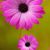 Tomi Cheryl Loftin Burnette's profile image