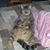 Denise Suddith D'Amato's profile image