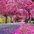 Anh Hoang Quach's profile image