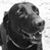 Kimberly Gross Kolacz's profile image