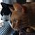 Cristina Rodriguez's profile image