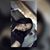 Zanai Davis's profile image
