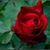 Sharon Allen Madding's profile image