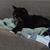 Anna Harlson's profile image