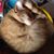Patty Maiorana's profile image