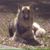 Randi Ross's profile image