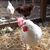Anne Kenney's profile image