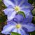 Dawn Garrett's profile image