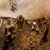 Mihaela Passow's profile image