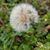 Annette McClain Fredenberg's profile image