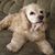 Christopher Brown's profile image