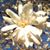 Madonna Smith's profile image