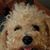 Tracy Shawn's profile image