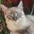 Linda Gresh Ferraro's profile image