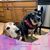 Allyson Stimmel's profile image