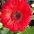 Betsie Nielson's profile image