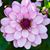 Alexis Whitman's profile image