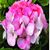 Maridalia Maridalia's profile image