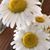 Kathy Muckey's profile image