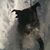 Orio Canine's profile image