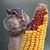 Teri Williams's profile image