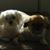 Anthony Cirillo's profile image