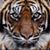 Luis Botello Jr.'s profile image