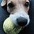 Glenda Griebel-Lapp's profile image