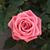 Mary Ann DiLoreto's profile image