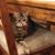 Louise Barbato Wyatt's profile image