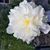 Susan Lougee''s profile image