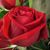 Susan Logan's profile image
