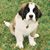Laurie Pansini-Parfitt's profile image