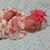 Shellea Pedersen's profile image